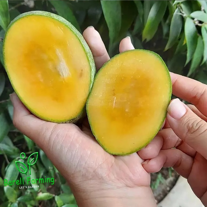bibit mangga madu super bibit tanaman buah mangga simadu