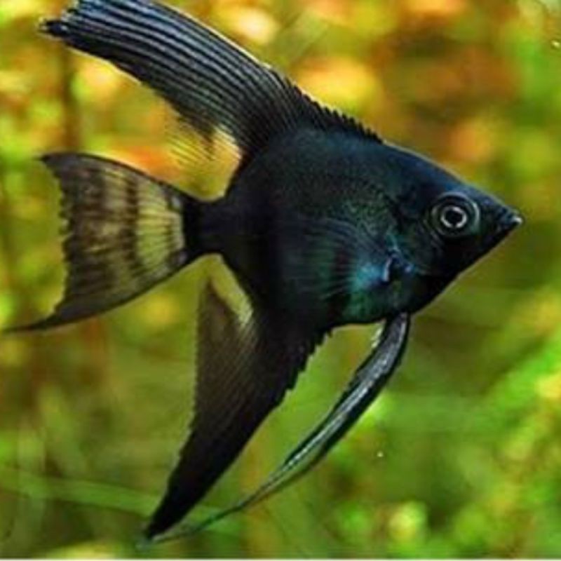 

ikan manfish black angel
