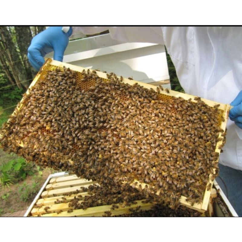 

Madu Riau Asli 100%, No Campuran