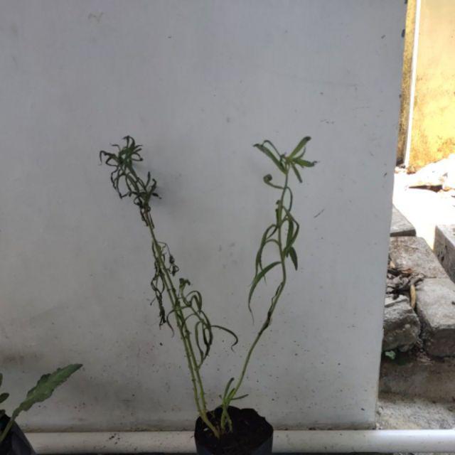 Bibit Zodiya Anti Nyamuk