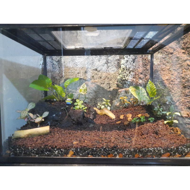 Jual Terrarium Katak dan Kura kura Shopee Indonesia