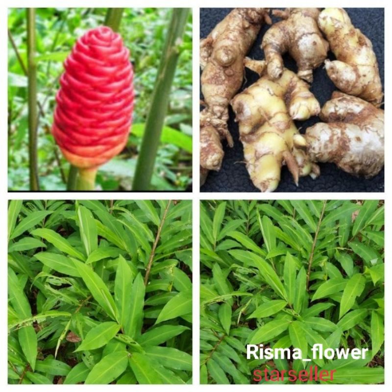 POHON LEMPUYANG / TANAMAN HERBAL LEMPUYANG