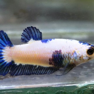 ikan cupang blue rim ori thailand // betina (female