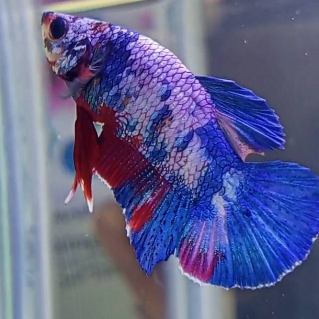 

Plakat fancy