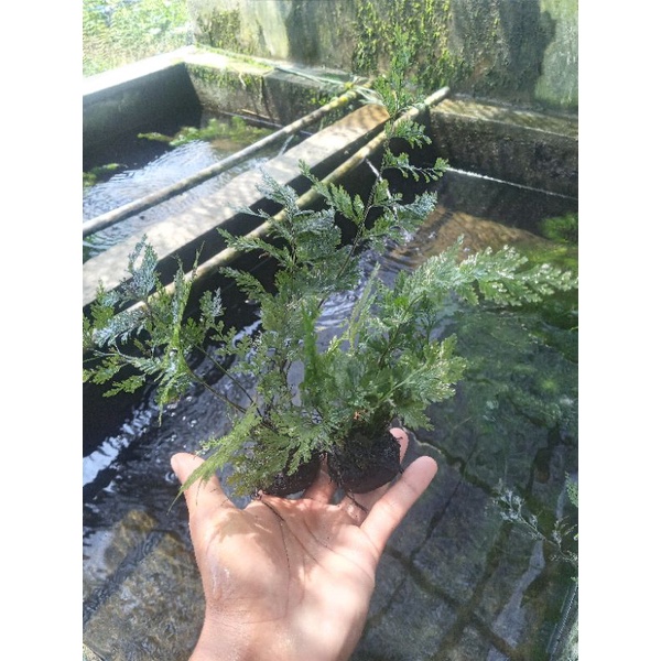 tanaman aquascape pakis bening no c02 hiasan akuarium