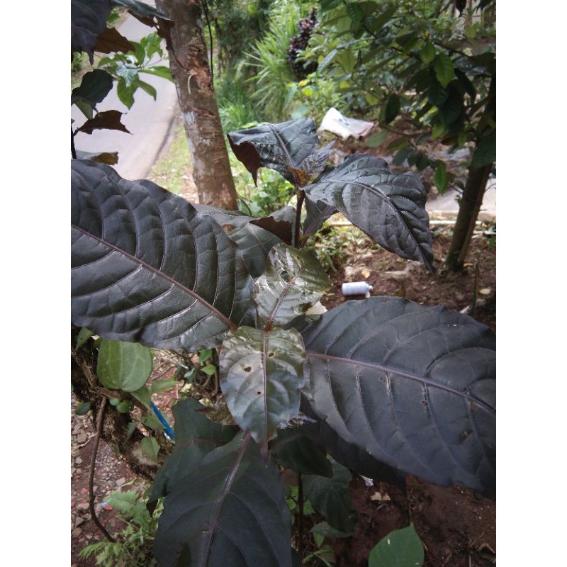 

daun hendeuleum segar 250 gram obat alami wasir