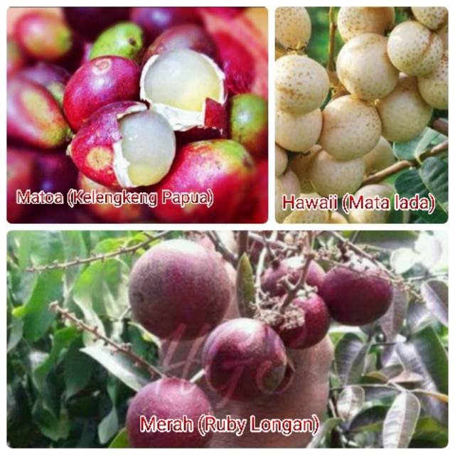 Paket 3 Jenis Bibit Kelengkeng