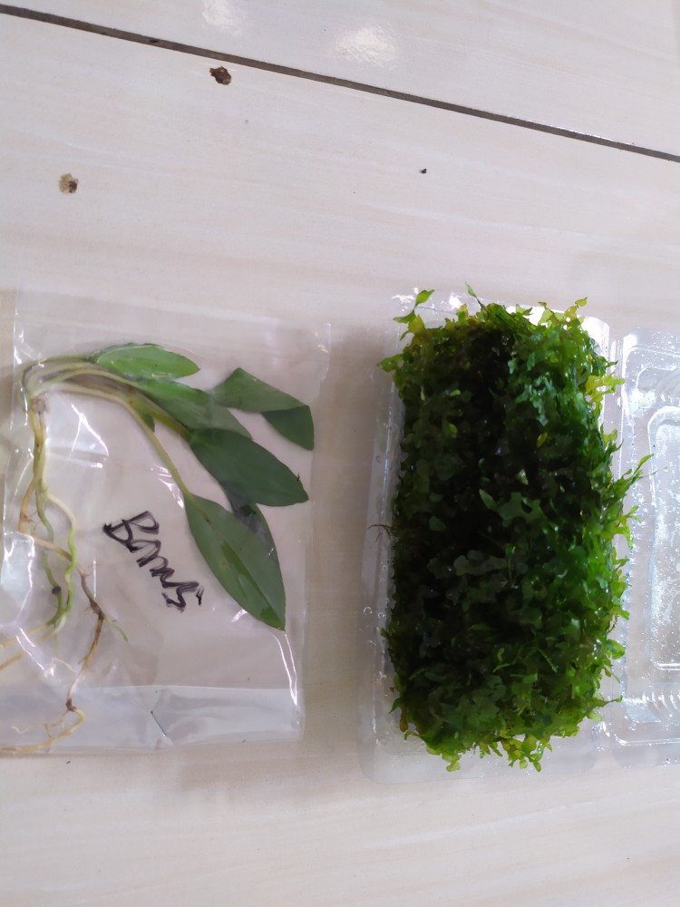 Tanaman Aquascape Hiasan Aquarium Mos Pelia