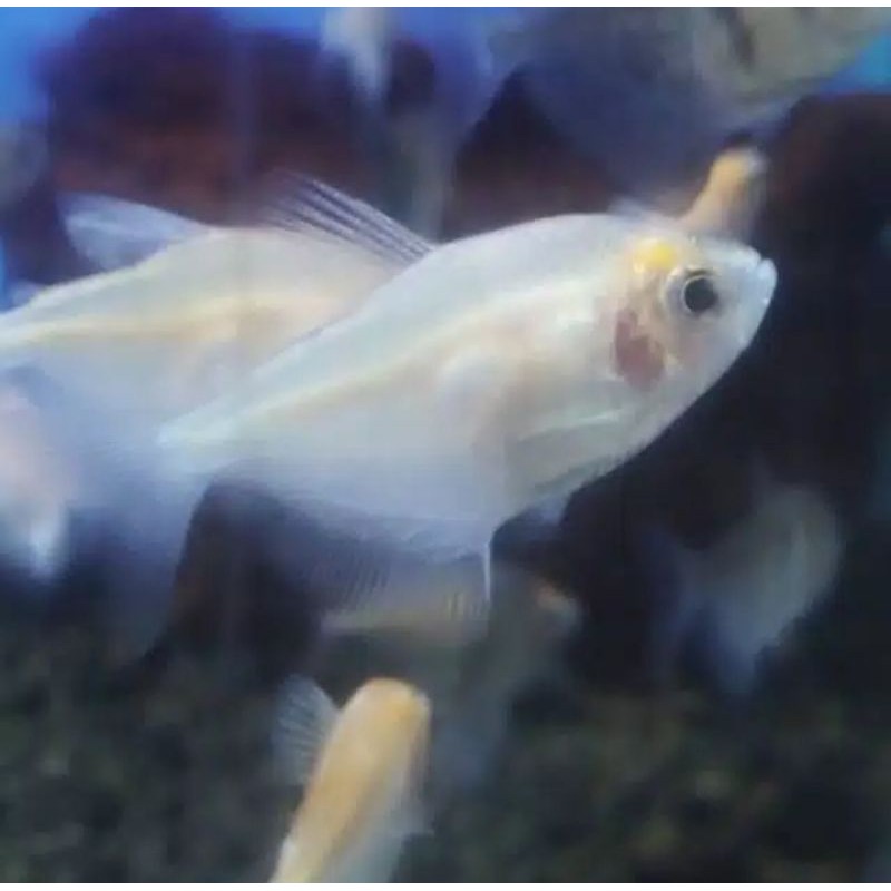 Ikan Hias TETRA ALBINO Aquascape Aquarium