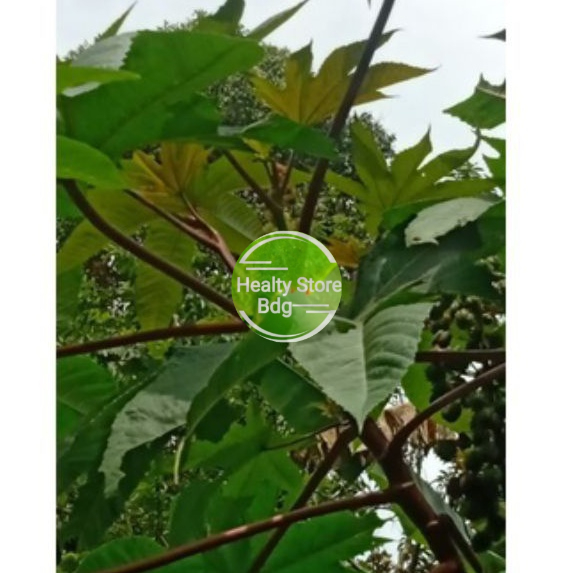 

Daun kaliki merah per 500 gram