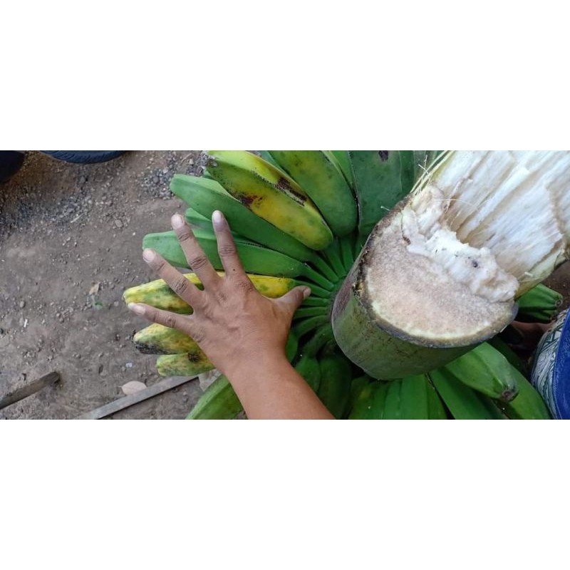 UNTUNG BANYAKJual Bibit Pisang Kepok Tanjung Kuning, Jual Bibit Pisang Kepok Tanpa Jantung