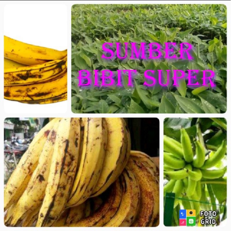 Bibit Buah Pisang Tanduk Pisang Byar Tanduk Pisang Tanpa Jantung Bunga