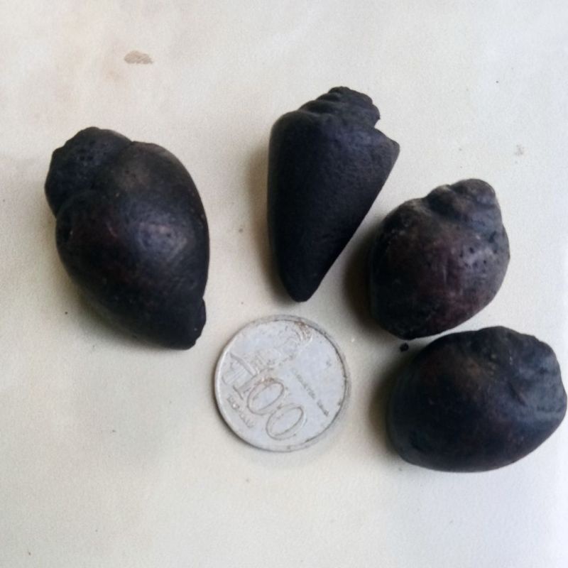 KEONG BUNTET/KOL BUNTET NATURAL