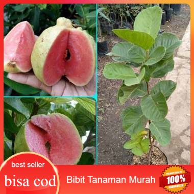 Bibit jambu kristal merah tanpa biji siap buah/bibit jambu kristal
