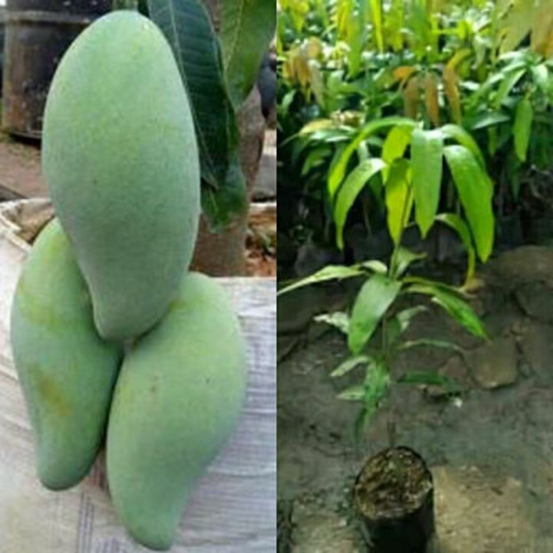 Bibit buah mangga mahatir jumbo