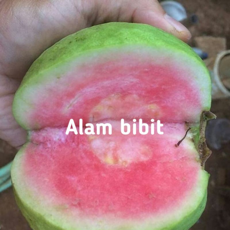 BIBIT JAMBU KRISTAL MERAH OKULASI (COCOK DI TANAM POT)