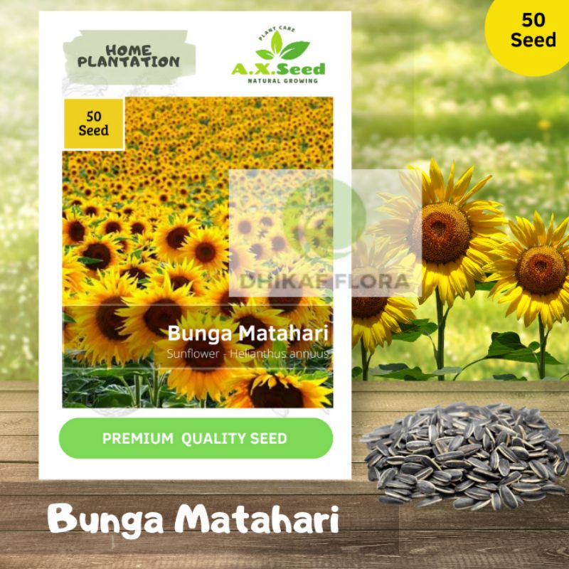 Benih Bibit Bunga Matahari (AX Seed)