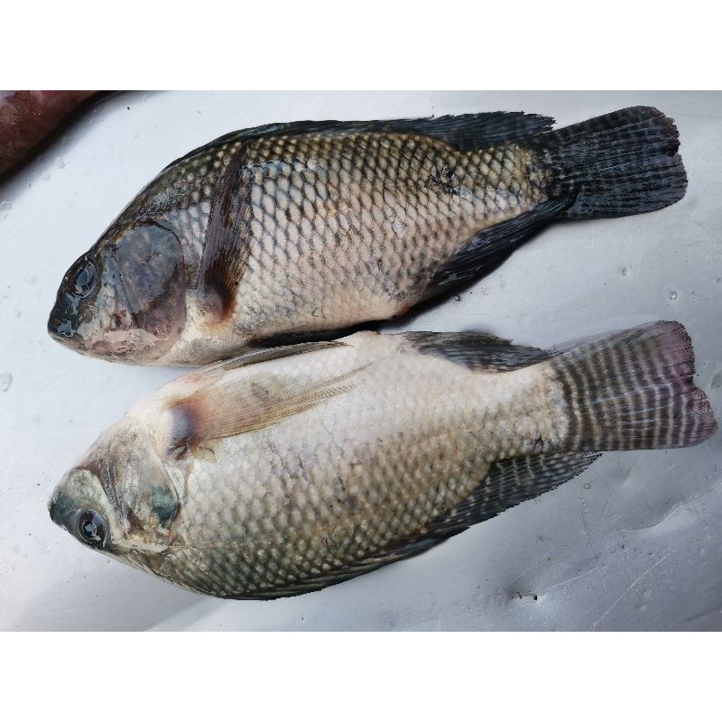 

ikan nila mujair/jaer 500g (isi 3-4)