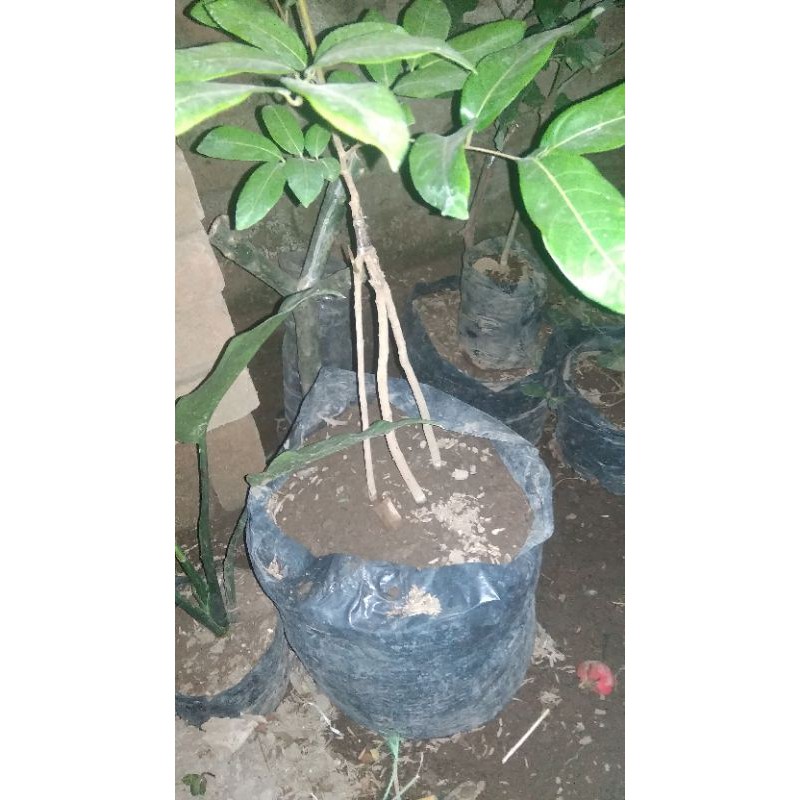 bibit lengkeng wangrae kaki 3