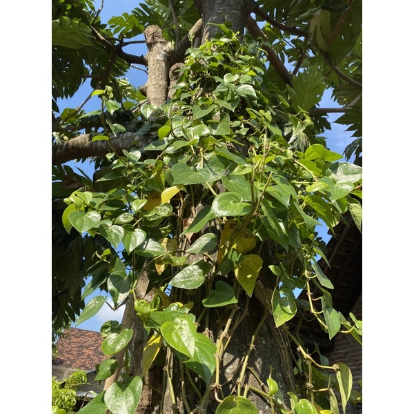 

Daun Sirih/Dauh Suroh