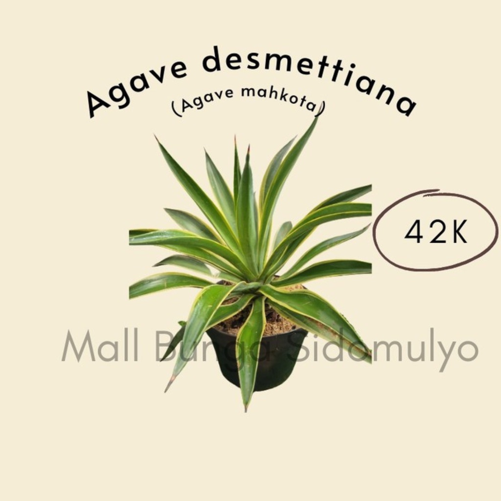 Jual Agave Desmettiana Agave Mahkota Tanaman Hias Tanaman Pot