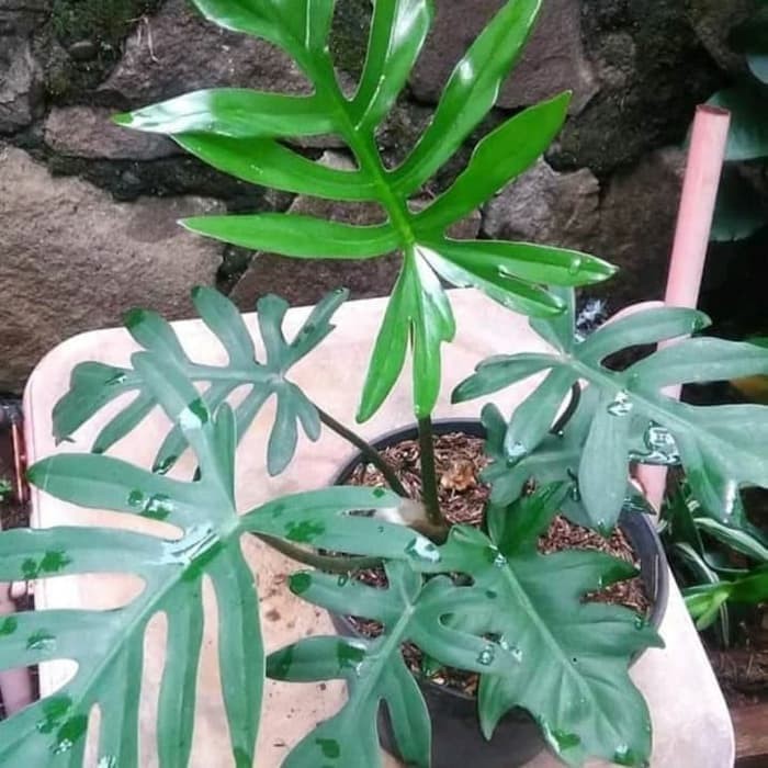 Tanaman Hias Philodendron - Philodendron Mayoi - Philo Mayoi