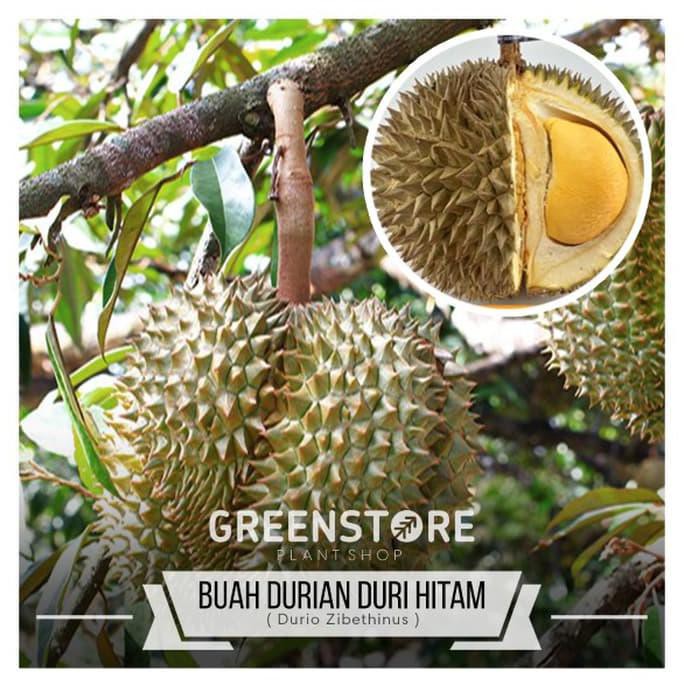 BEST BIBIT DURIAN DURI HITAM ASLI
