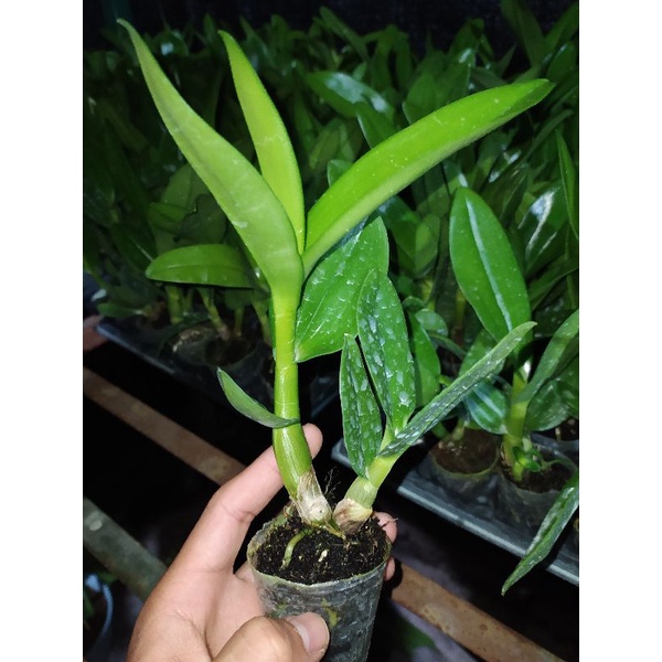 anggrek dendrobium melintir seedling