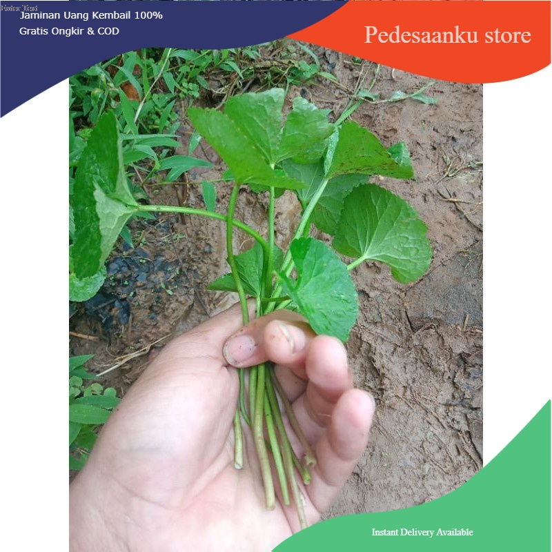 

Pegagan antana segar fresh terlaris500gr PROMO