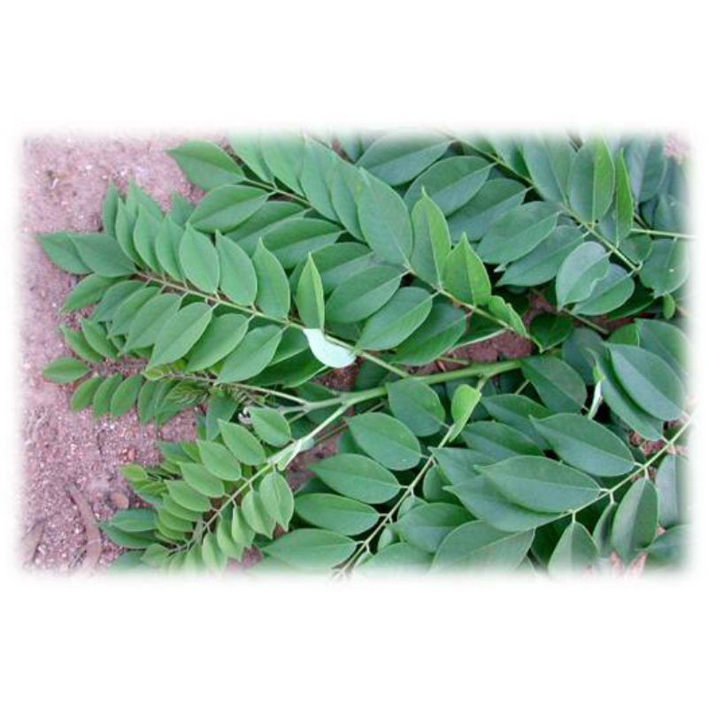 

Paket irit 250gr daun gamal fres