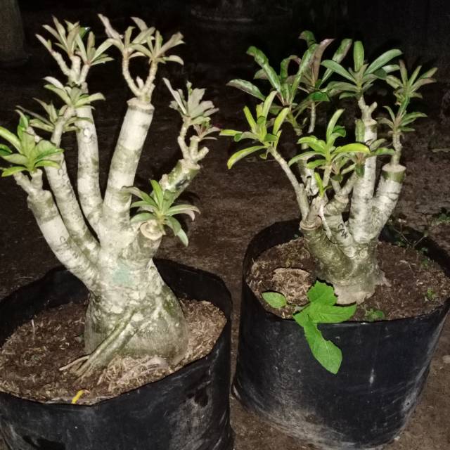 ADENIUM TRIPLE BONGGOL BESAR