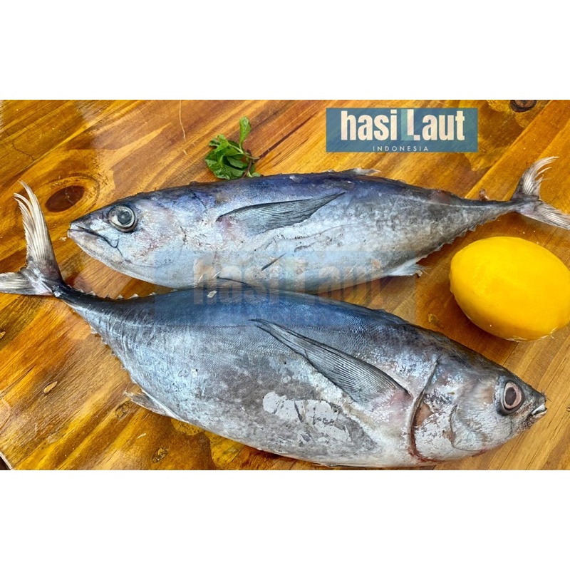 

Ikan Tuna / Baby Tuna PREMIUM Asli Laut Indonesia / Tongkol Hitam