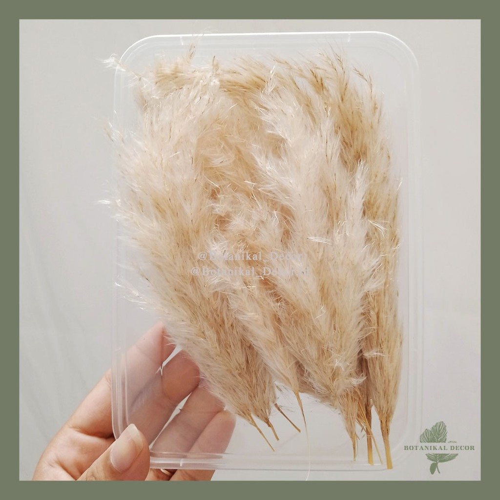 Dried Pampas Grass Creamy Bunga Tanaman Bulu Rumput Kering Asli Hiasan Impor Dekor Rumah Pesta