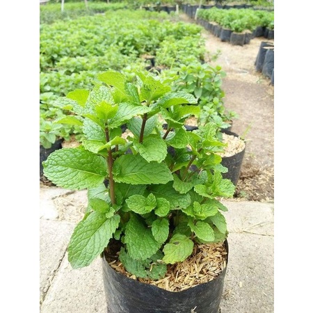Bibit Tanaman Daun Mint benih daun mint bibit pohon daun mint Pepermint obat hebal serbaguna