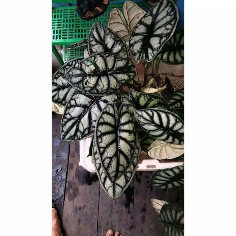 BONGGOL ALOCASIA DRAGON SCALE ALOKASIA KELADI TENGKORAK