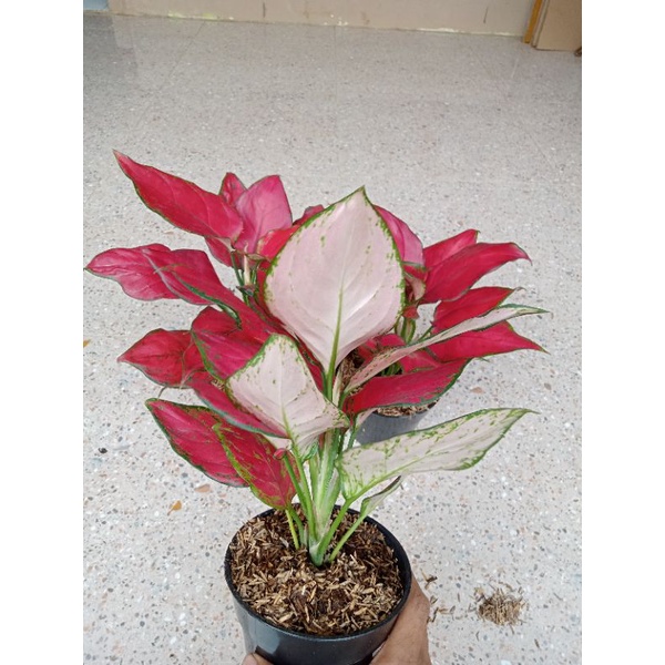 Aglonema Super Red Queen Merah Maroon