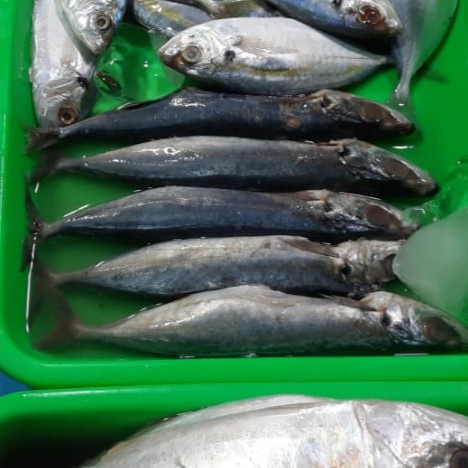 

Ikan Layang basah 1kg (1000)