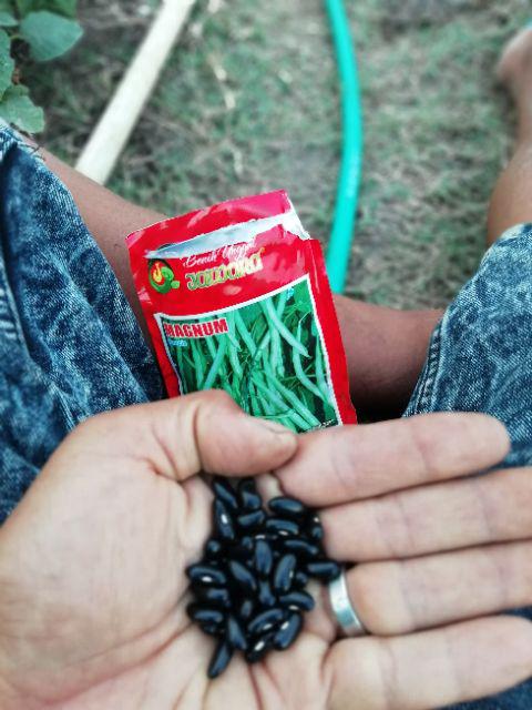 Benih Buncis Biji Hitam Magnum 100 Gram