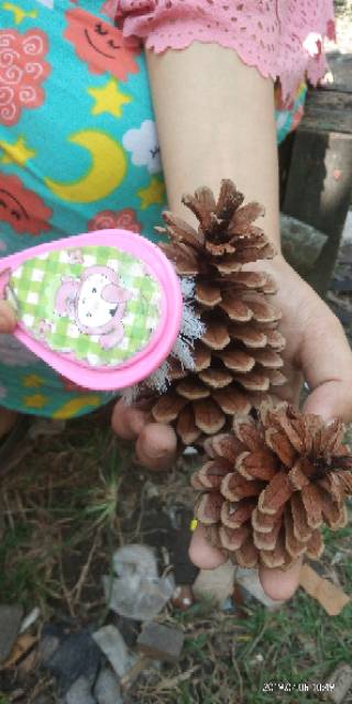 Bunga Pinus Kering Pinecones Rustic Strobilus kering Dried9