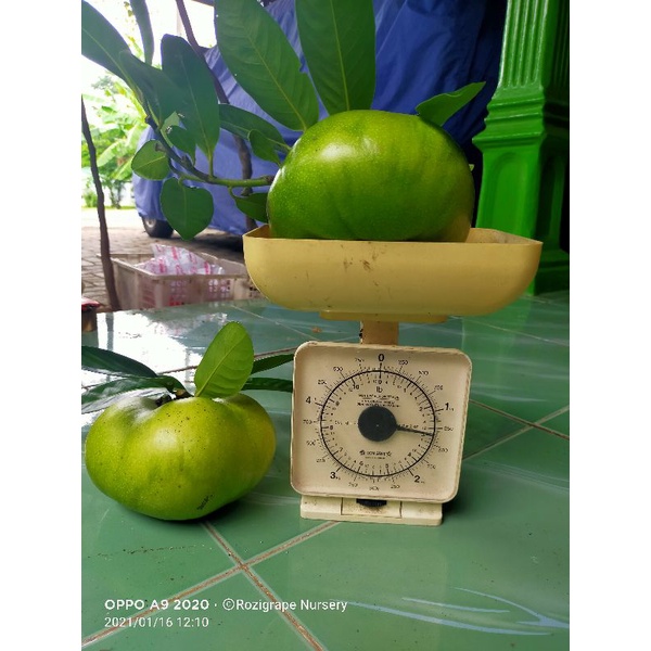 

jual buah black sapote jumbo/puding coklat 1kg