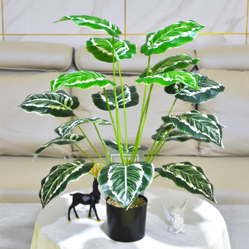 Pohon Monstera Series / Daun Keladi x18 ( Tanpa Pot )