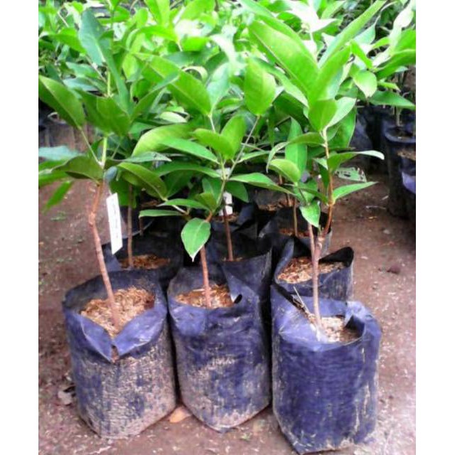 Promo Bibit Jambu Air Madu Deli Merah Terlaris Cepat berbuah