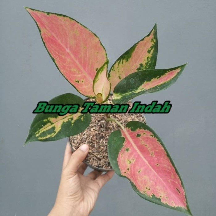 Tanaman Hias Aglonema Khocin - Aglonema Khocin