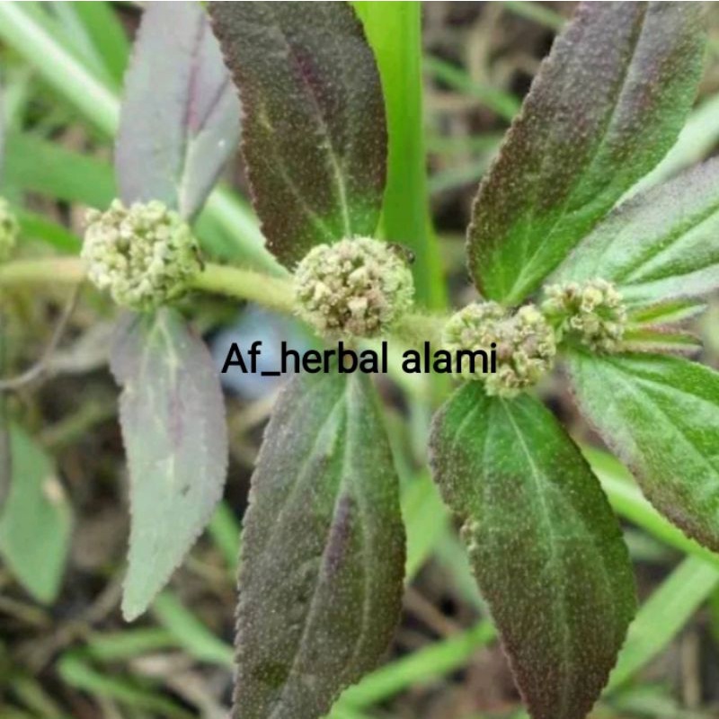 

DAUN PATIKAN KEBO/GENDONG ANAK 250g