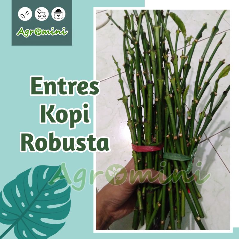 Entres Kopi Robusta TS | Entres Berkualitas | Buah Kopi Besar