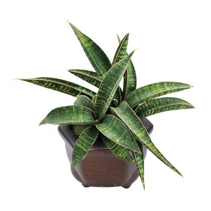 Bibit Tanaman Hias Sukulen Sansevieria 002