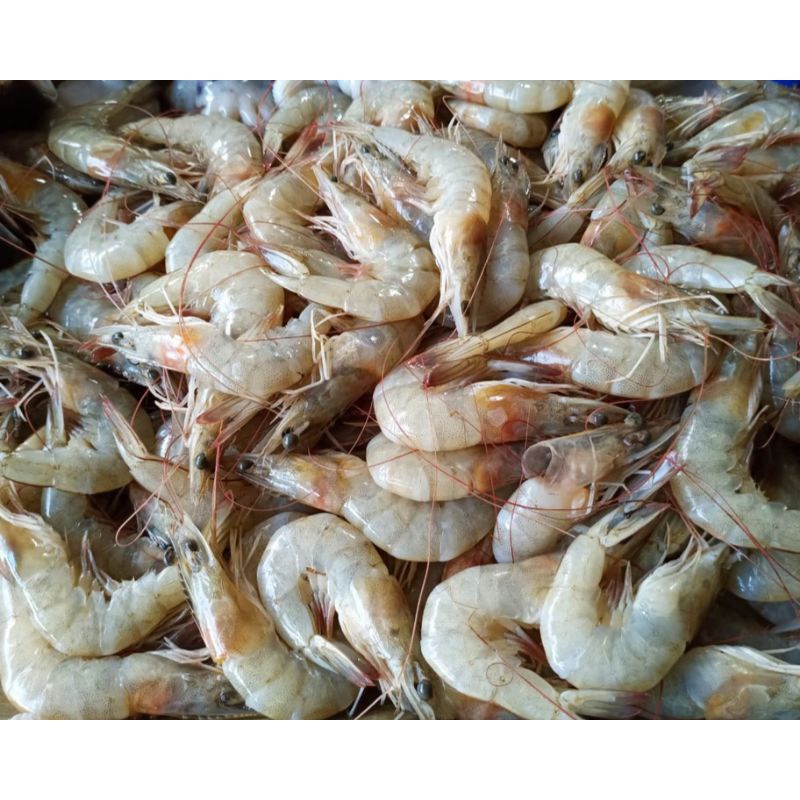 

Udang ukuran sedang / 500 gr