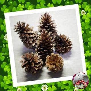 Buah Bunga  Pinus  Asli Natural Bahan Prakarya Anak TK SD 