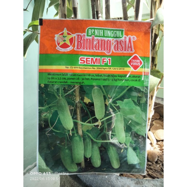 Timun SEMI timun lalap timun baby