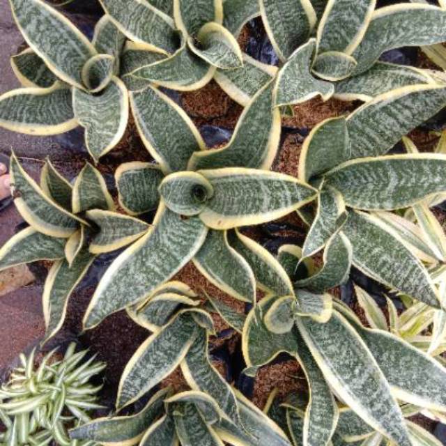 Sansivera twister lidah mertua